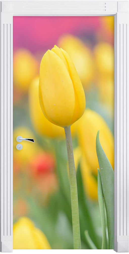Gelbe Tulpen im Frühling Türaufkleber