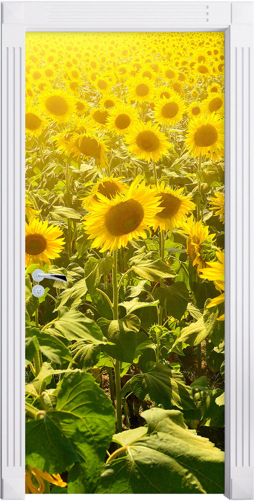 Riesiges Sonnenblumenfeld Türaufkleber