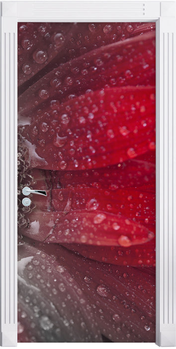 Rote Gerbera mit Wassertropfen Türaufkleber