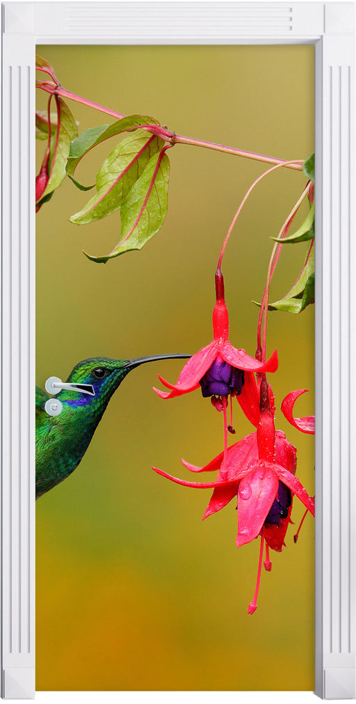 Kolibri trinkt vom Blütennektar Türaufkleber