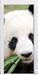 Pandabär frisst Bambus Türaufkleber