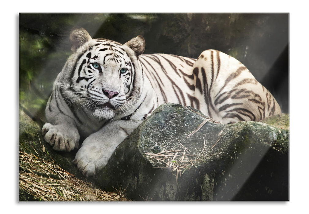 Pixxprint Stolzer weisser Tiger, Glasbild