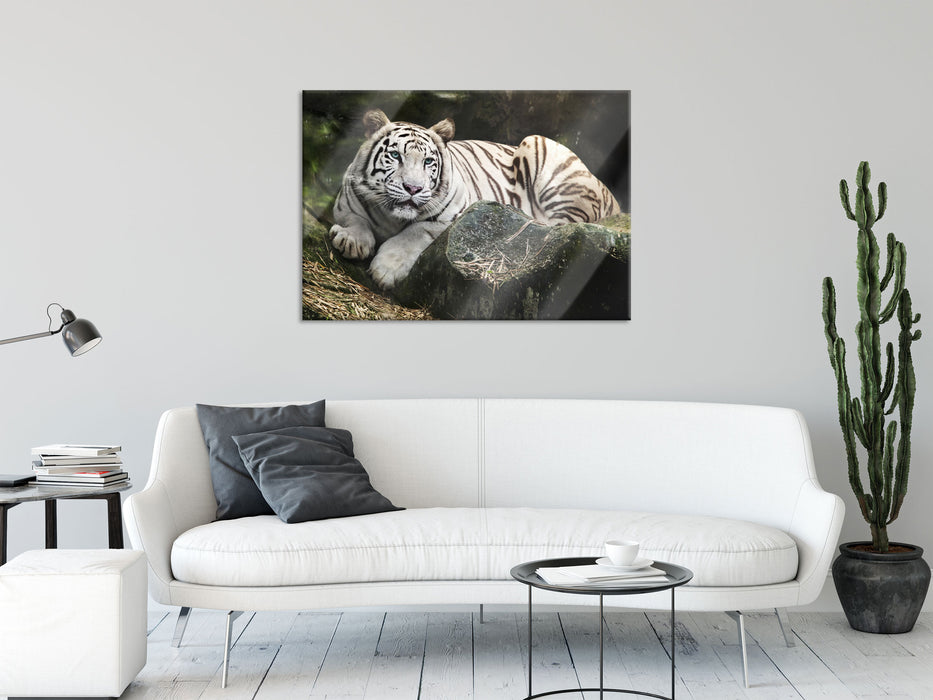 Stolzer weisser Tiger, Glasbild