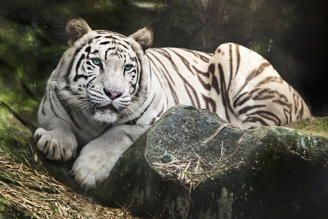 Stolzer weisser Tiger, Glasbild