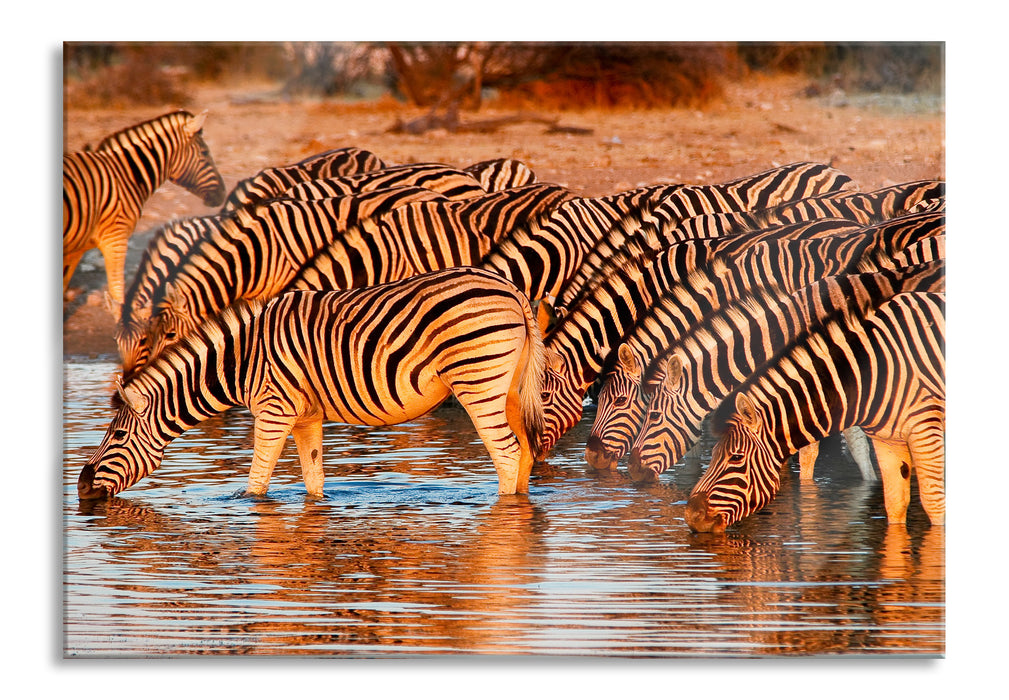 Zebraherde an Wasserloch, Glasbild