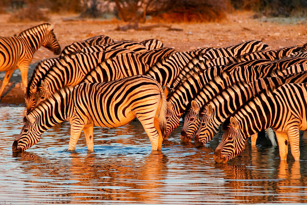 Zebraherde an Wasserloch, Glasbild