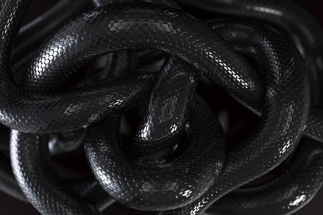 Schwarze elegante Schlange, Glasbild