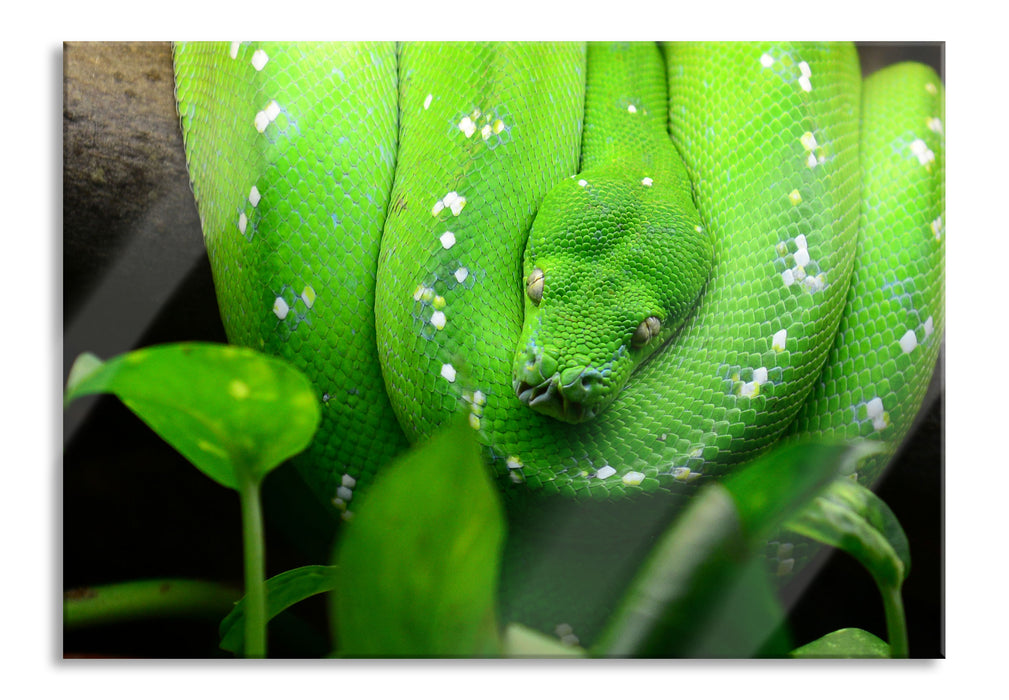 Grüne elegante Schlange, Glasbild