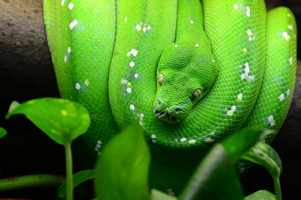 Grüne elegante Schlange, Glasbild