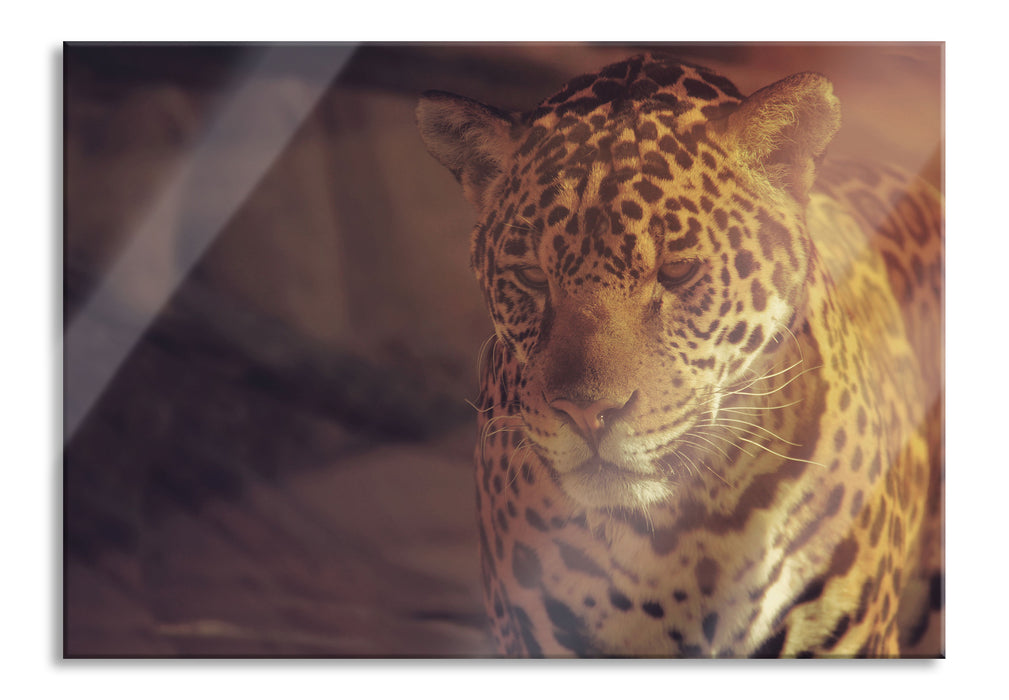 Pixxprint Anmutiger Leopard, Glasbild