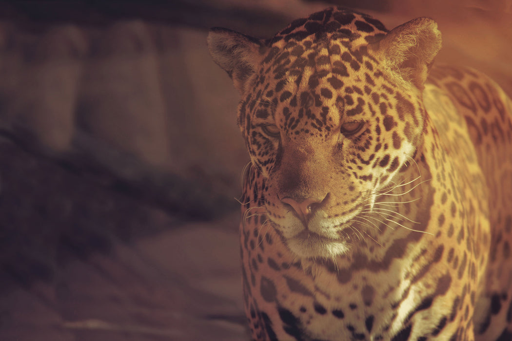 Anmutiger Leopard, Glasbild