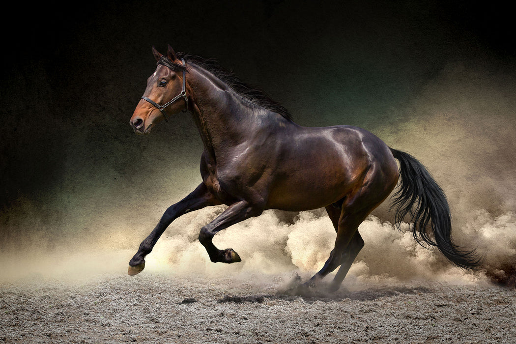 Anmutiges dunkles Pferd, Glasbild