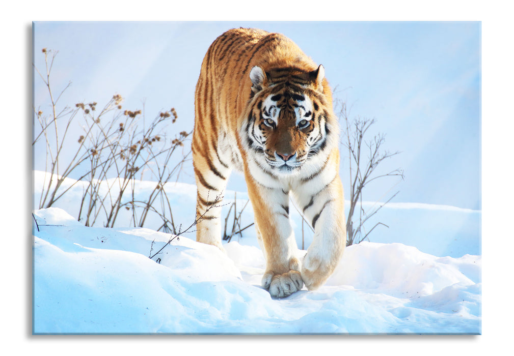 Stolzer Tiger im Schnee, Glasbild
