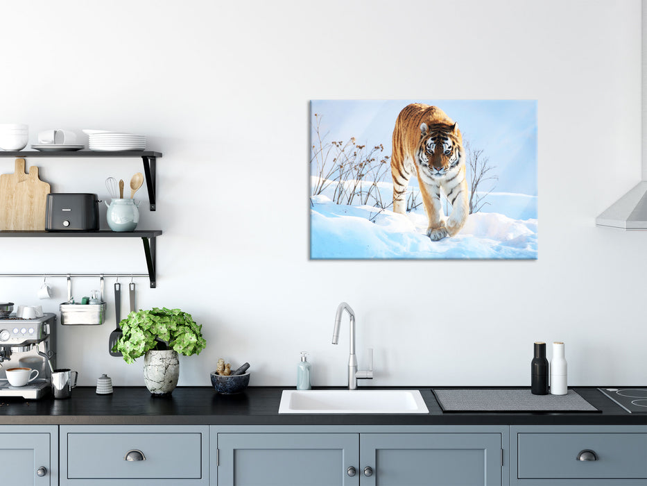 Stolzer Tiger im Schnee, Glasbild