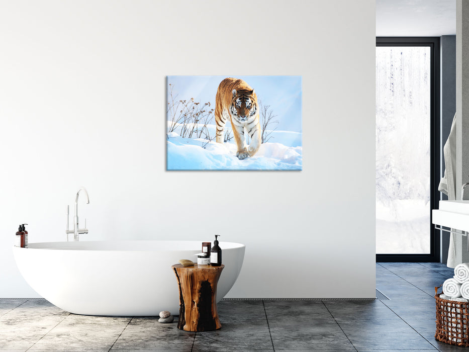 Stolzer Tiger im Schnee, Glasbild