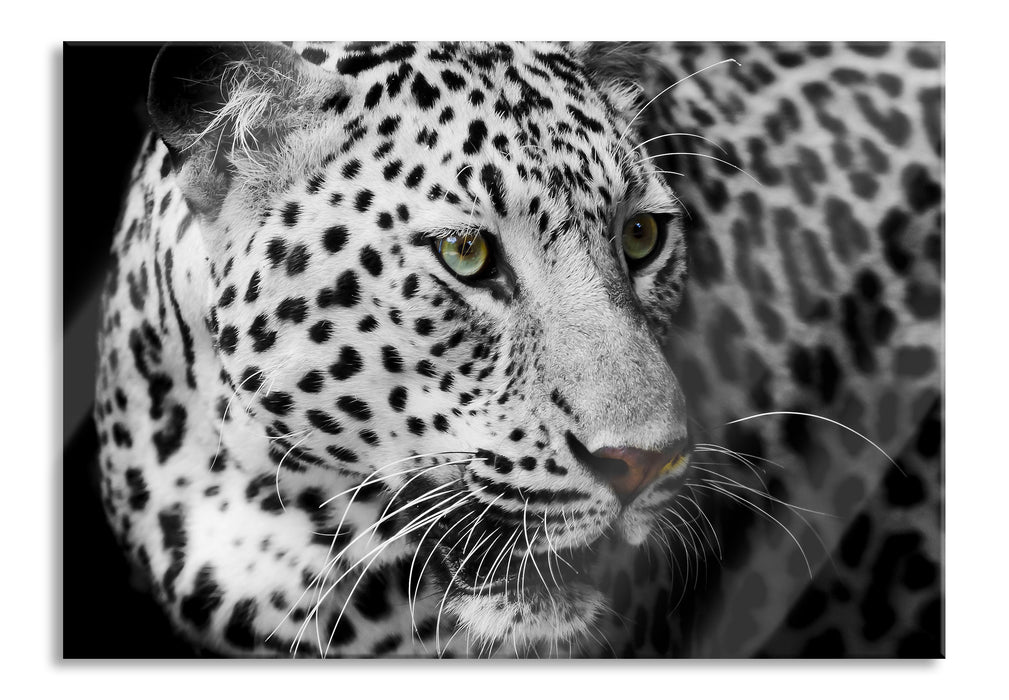 Pixxprint Stolzer Leopard, Glasbild