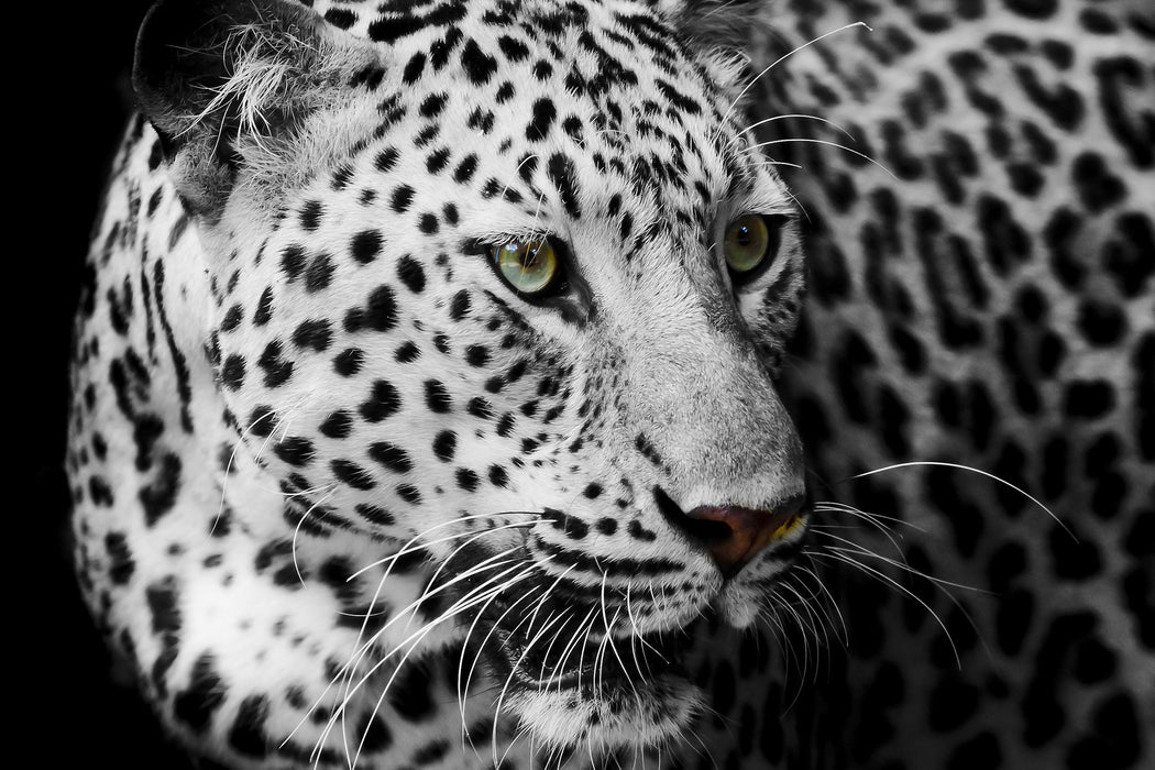 Stolzer Leopard, Glasbild