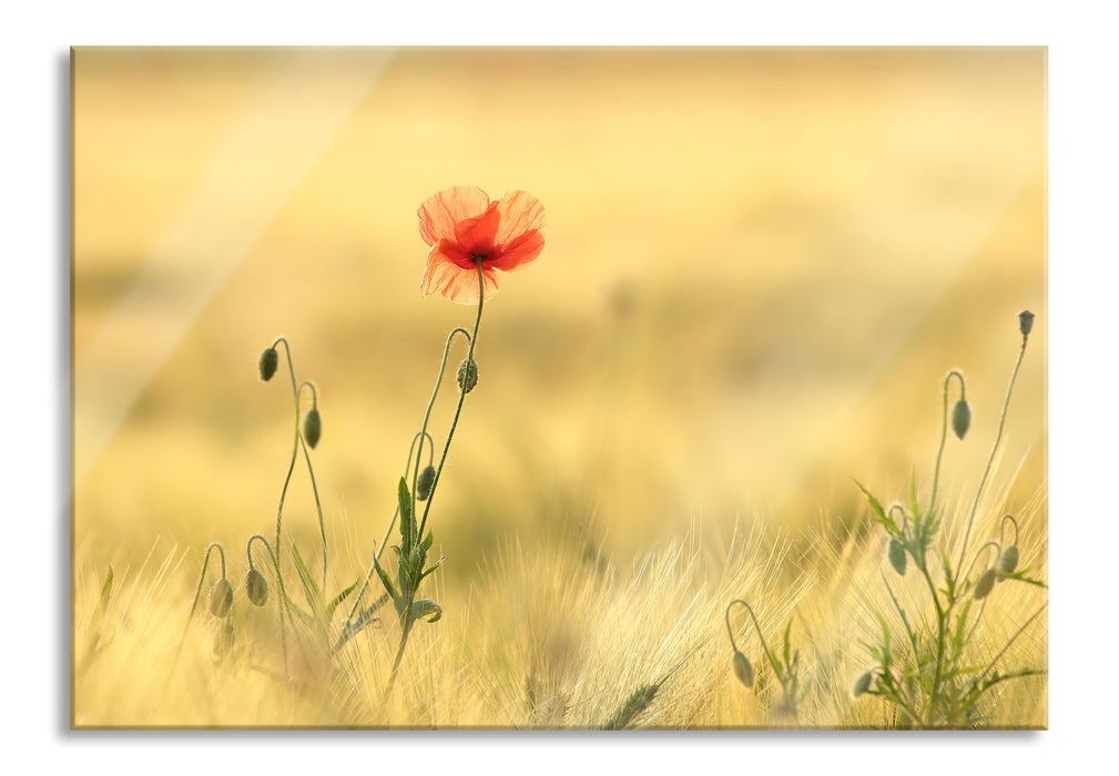 Wunderschöne Mohnblume im Feld, Glasbild