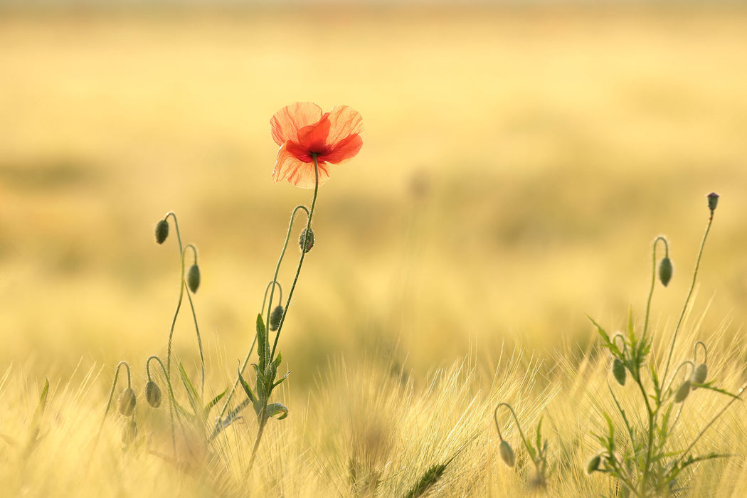 Wunderschöne Mohnblume im Feld, Glasbild