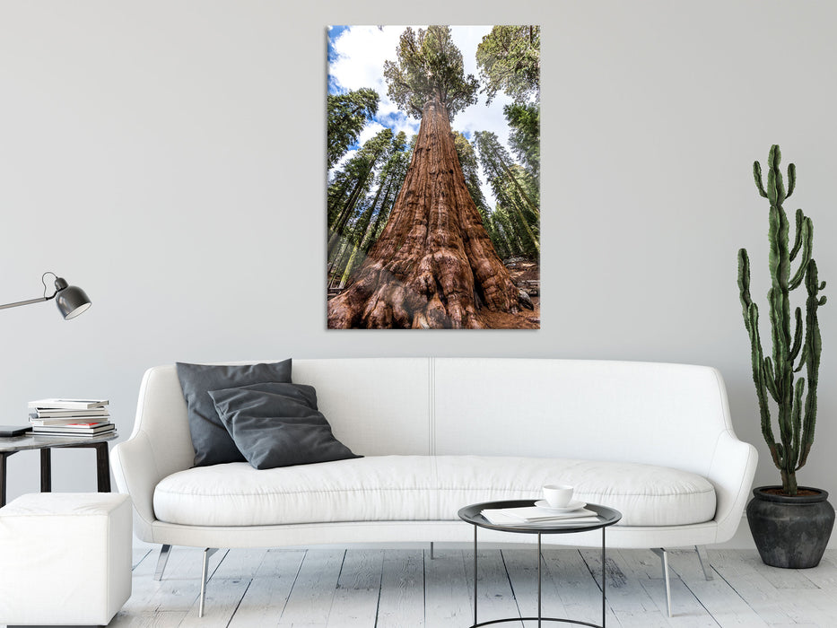 Baum im Regenwald, Glasbild