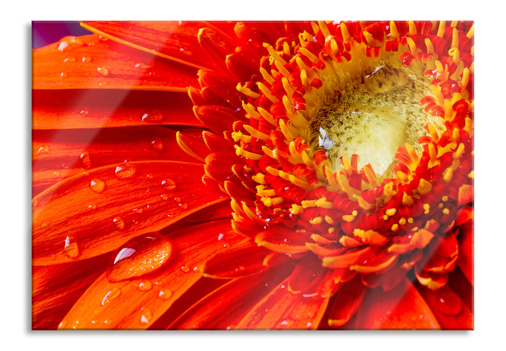 Pixxprint Wunderschöne Gerberablüte, Glasbild