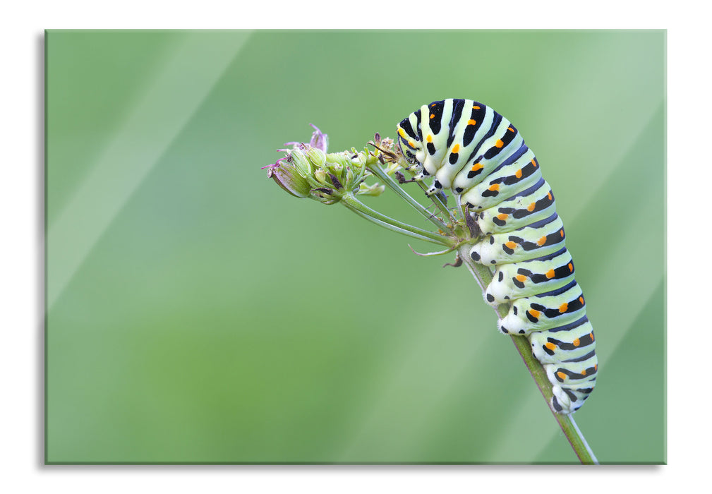 Pixxprint Kleine niedliche Raupe, Glasbild