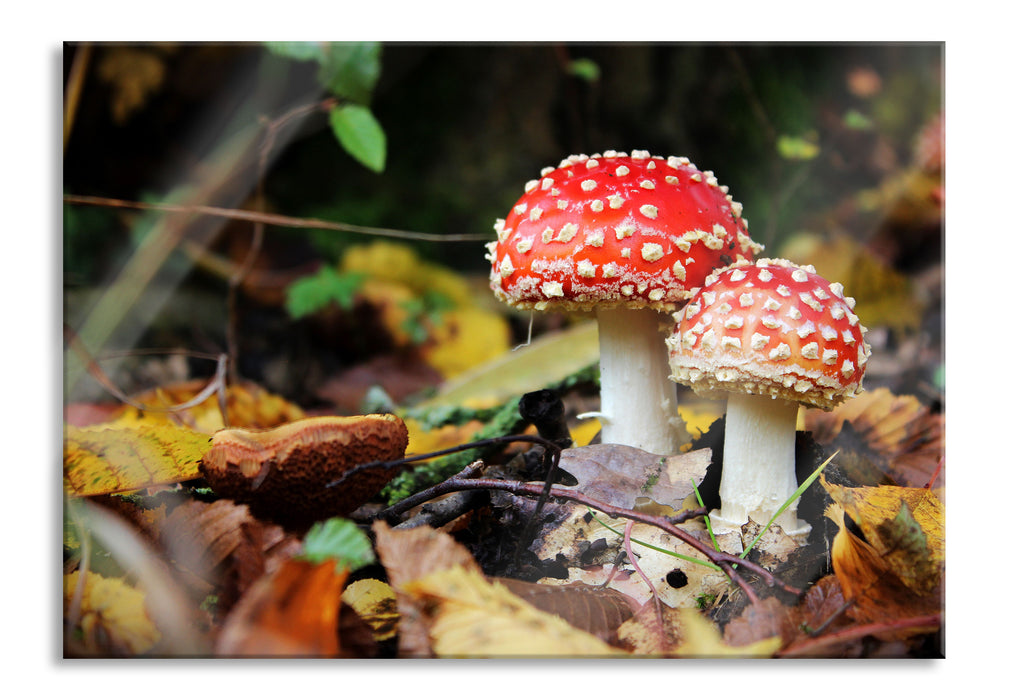 Pixxprint Pilz im Wald, Glasbild