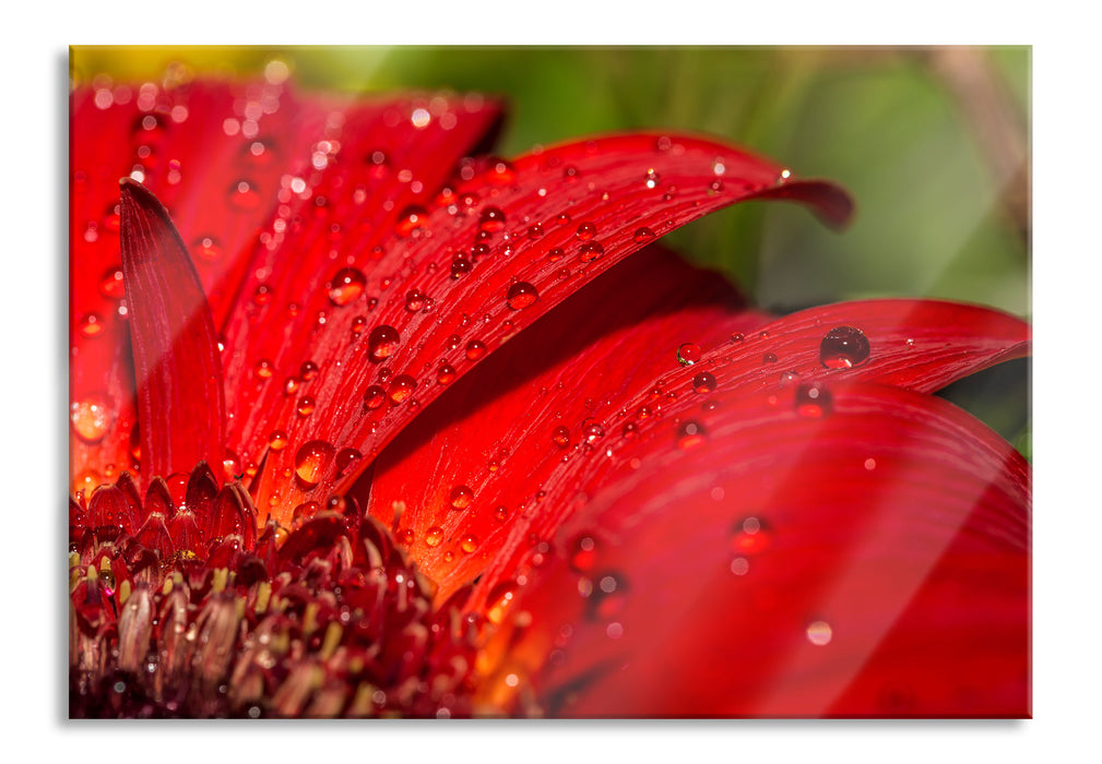 Tautropfen auf roter Blume, Glasbild