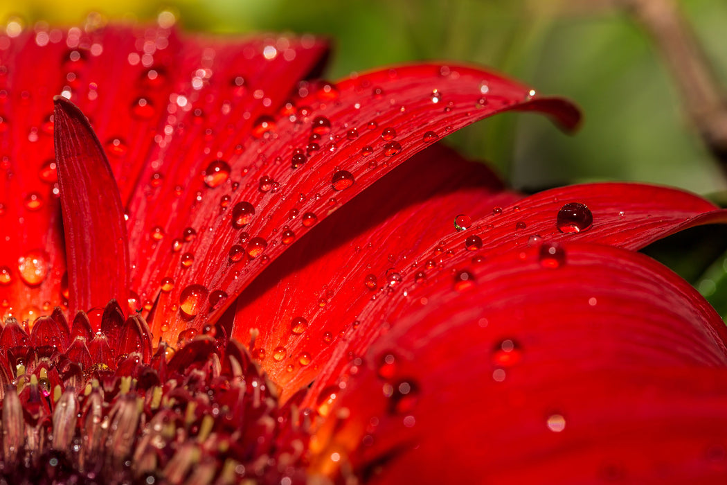 Tautropfen auf roter Blume, Glasbild