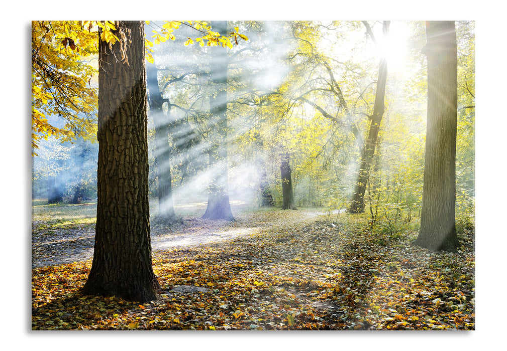 Pixxprint Sonnenstrahlen im Wald, Glasbild