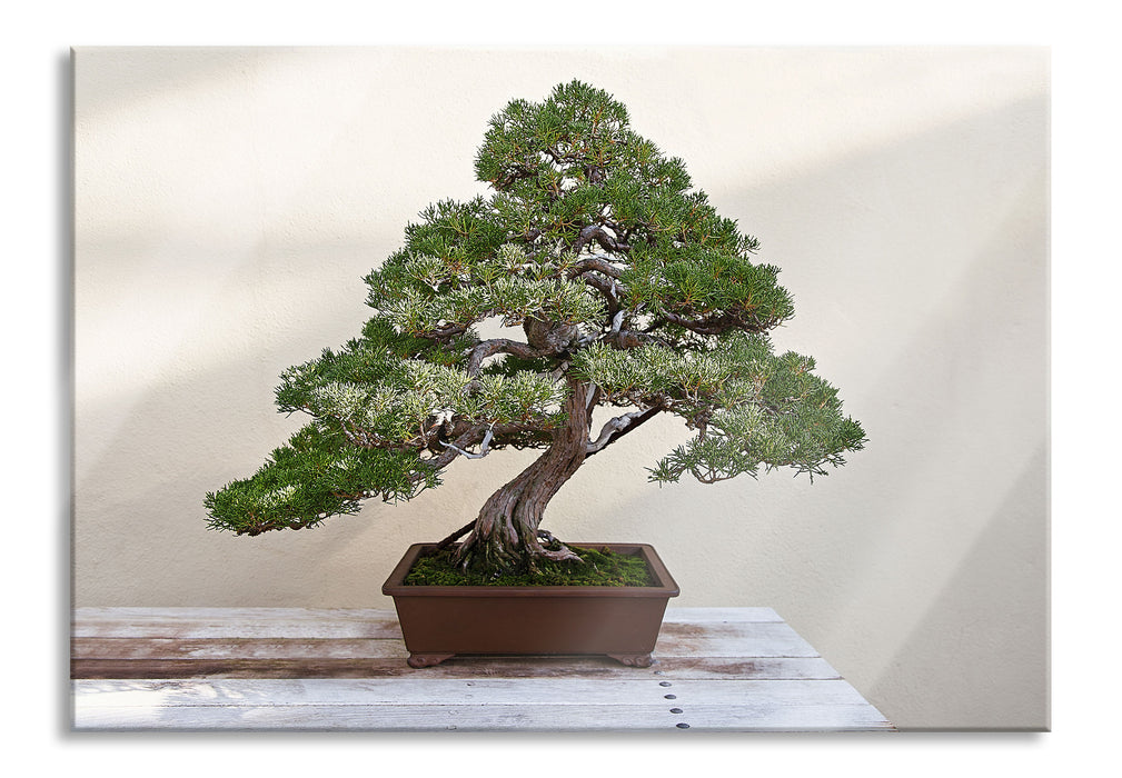 Pixxprint Bonsai Baum, Glasbild