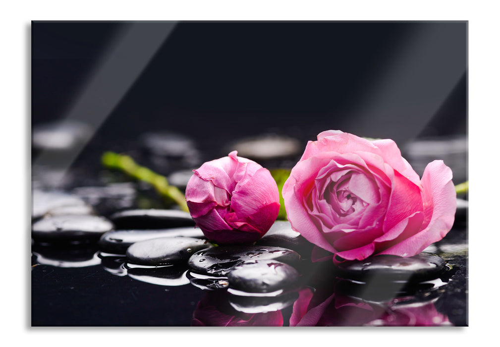 Rosa Rosenblüte Hintergrund, Glasbild