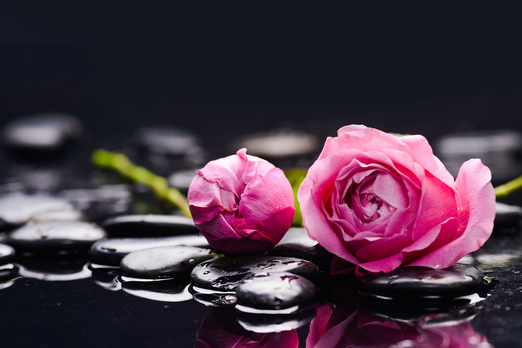 Rosa Rosenblüte Hintergrund, Glasbild