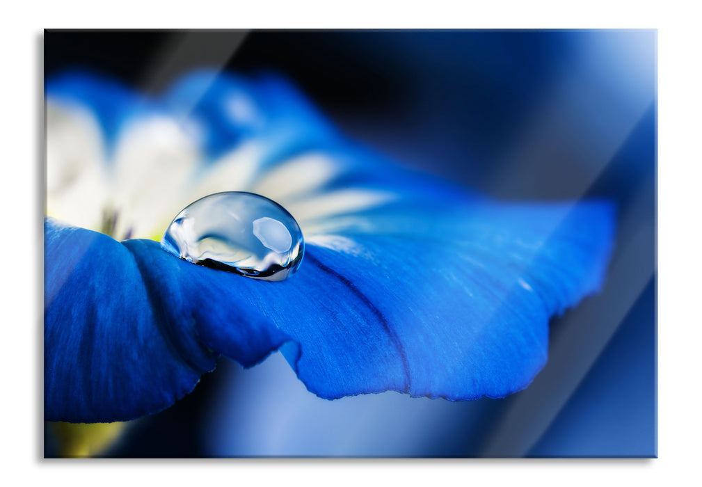 Pixxprint Wassertropfen auf blauer Blüte, Glasbild