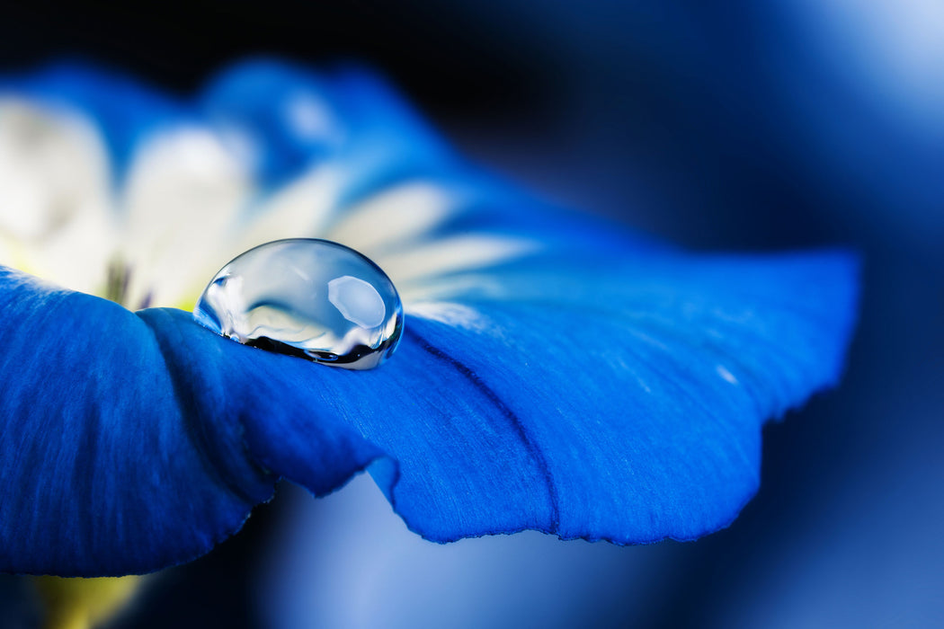 Wassertropfen auf blauer Blüte, Glasbild