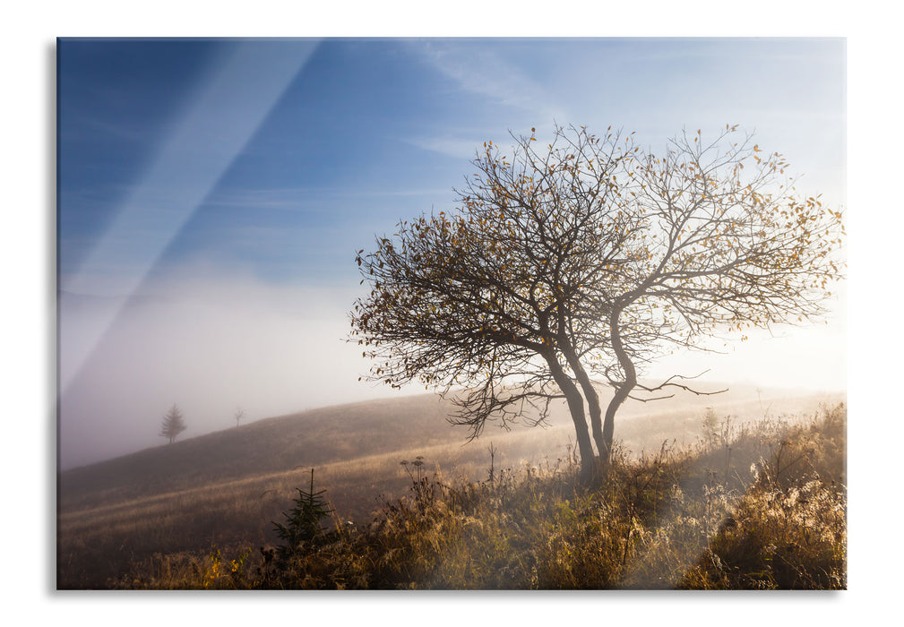 Pixxprint Baum im hohen Gras, Glasbild