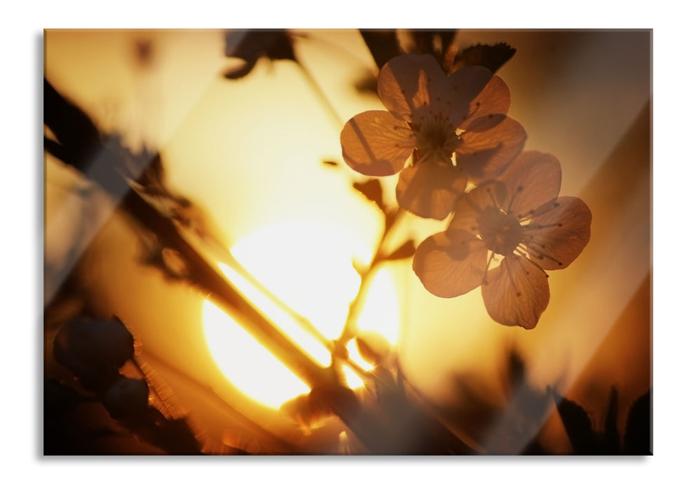 Pixxprint Blüten am Baum, Glasbild