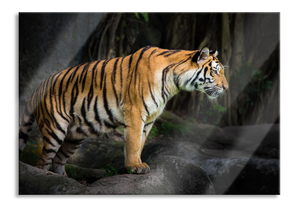 Tiger, Glasbild
