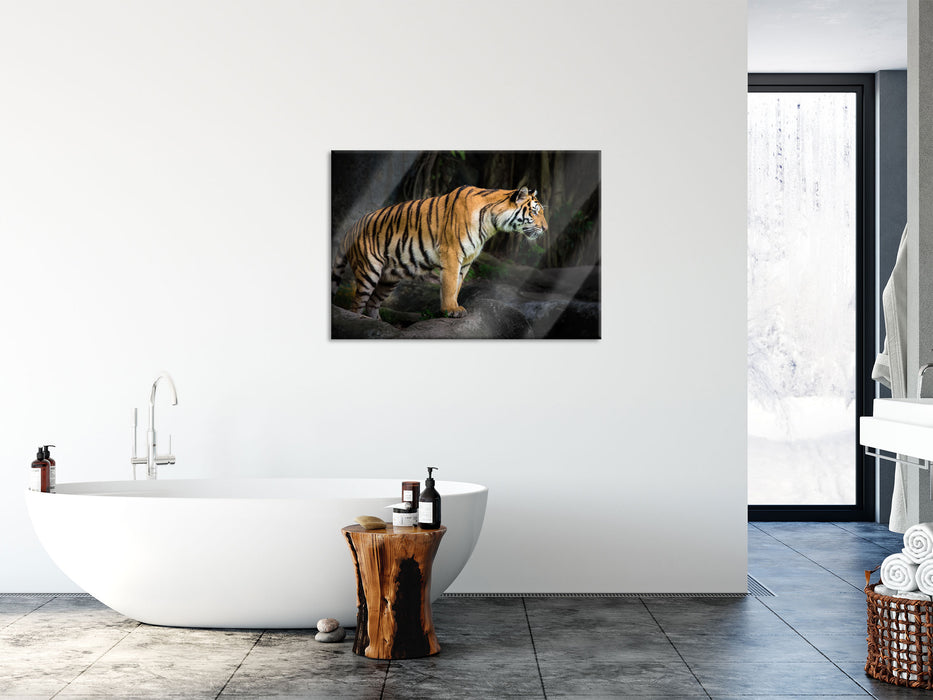 Tiger, Glasbild