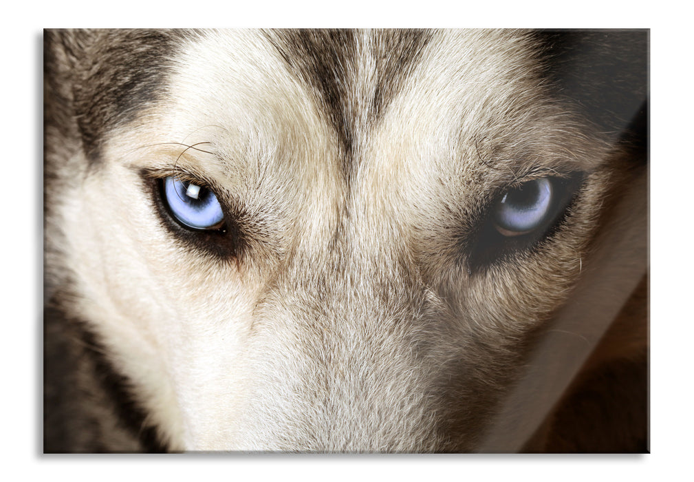 Pixxprint Husky eisblaue Augen, Glasbild