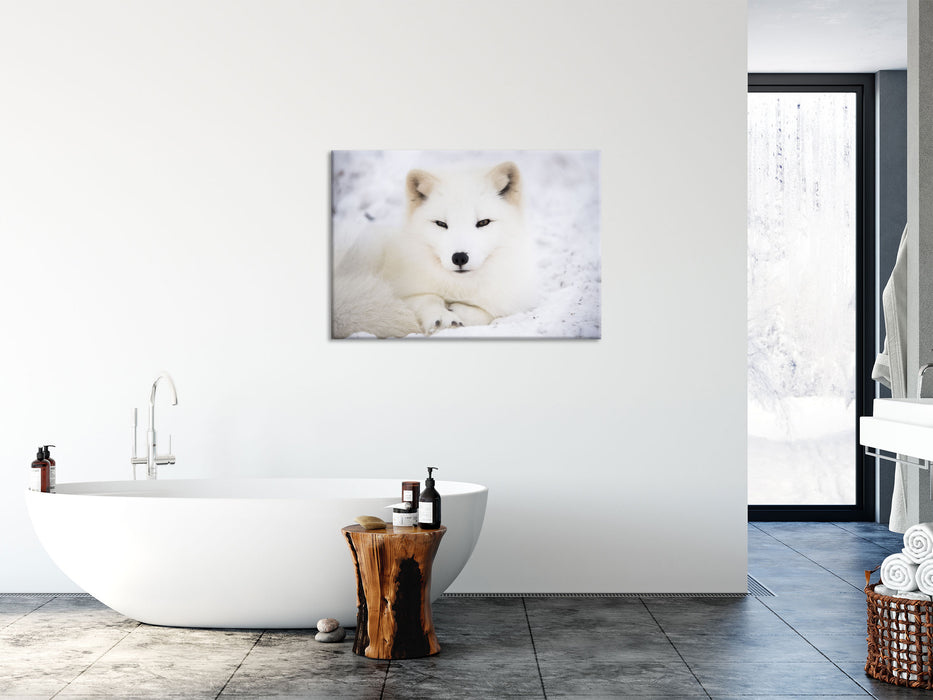 Weißer Fuchs, Glasbild