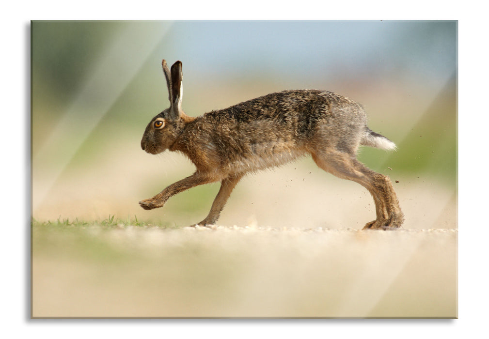 Hüpfender Hase, Glasbild