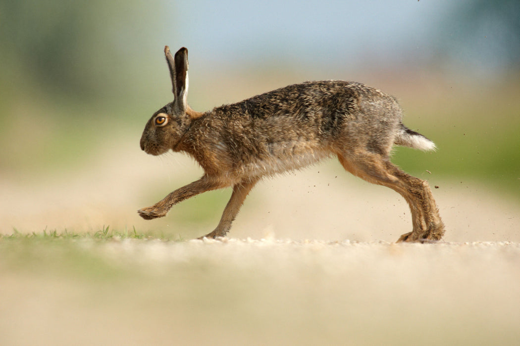 Hüpfender Hase, Glasbild