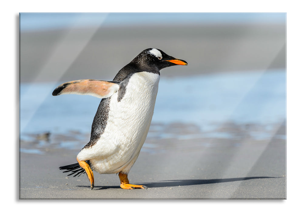 Pixxprint Pinguin am Strand, Glasbild