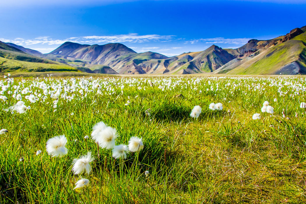 Alpenwiese, Glasbild