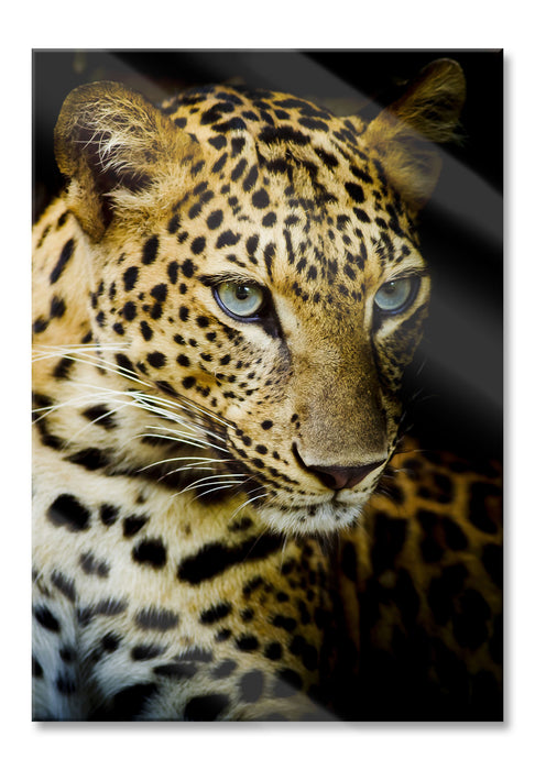 Pixxprint Leopard mit blauen Augen, Glasbild