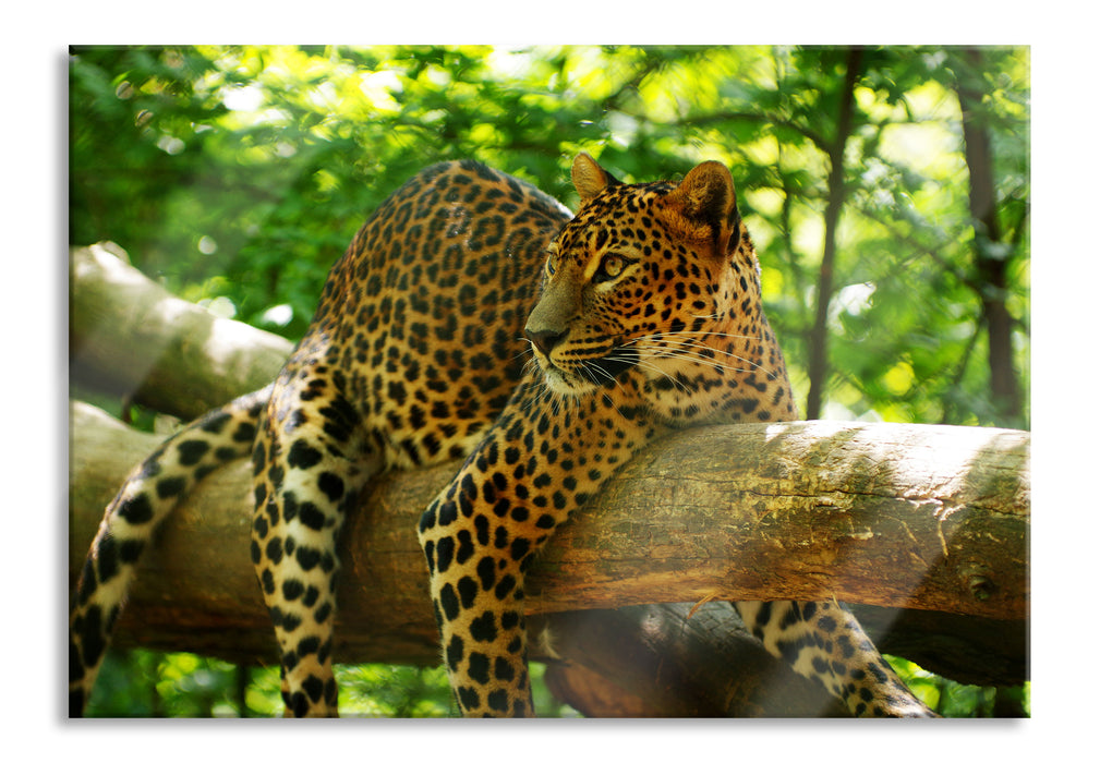 Pixxprint Leopard auf Ast, Glasbild