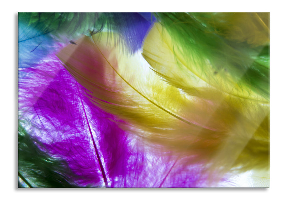 Pixxprint Bunte Federn, Glasbild