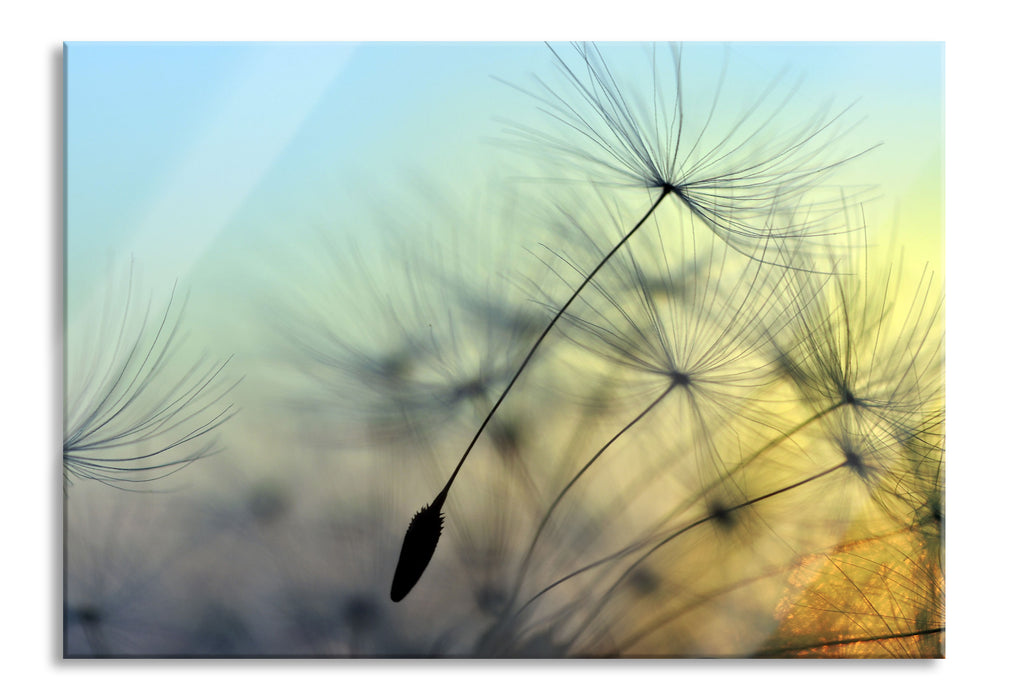 Pixxprint Pusteblumen mit Tautropfen, Glasbild