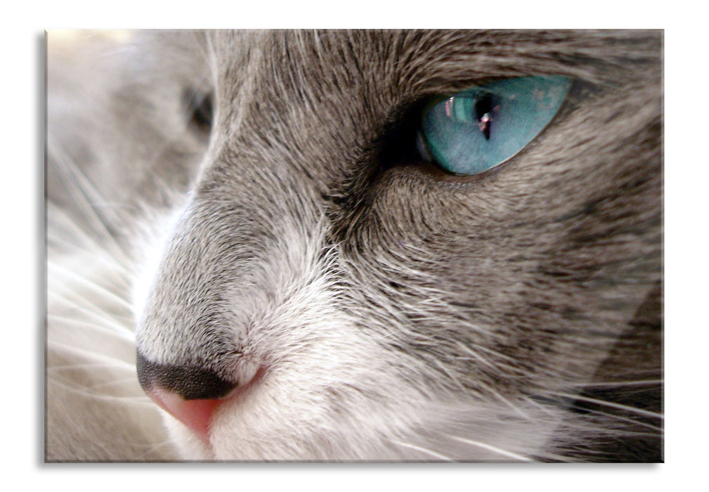 Pixxprint Katze mit blauen Augen, Glasbild